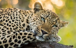 7 Day Big Five Explorer