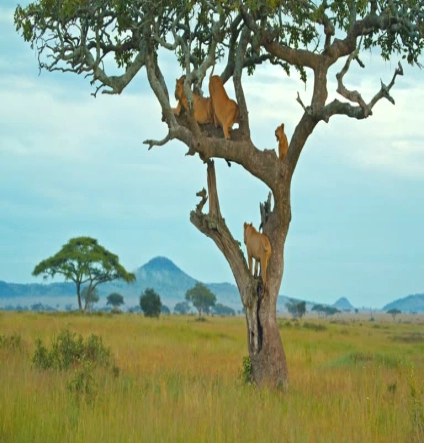 Serengeti National Park