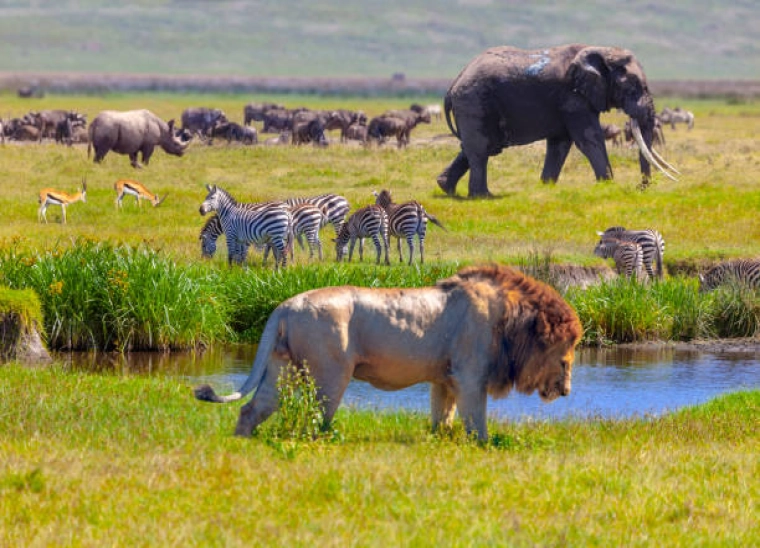 ngorongoro.top_.10.animals_.jpg
