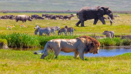 ngorongoro.top_.10.animals_.jpg
