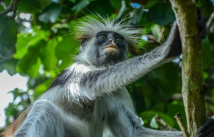 7 Day Wildlife Safari + Beach Holiday