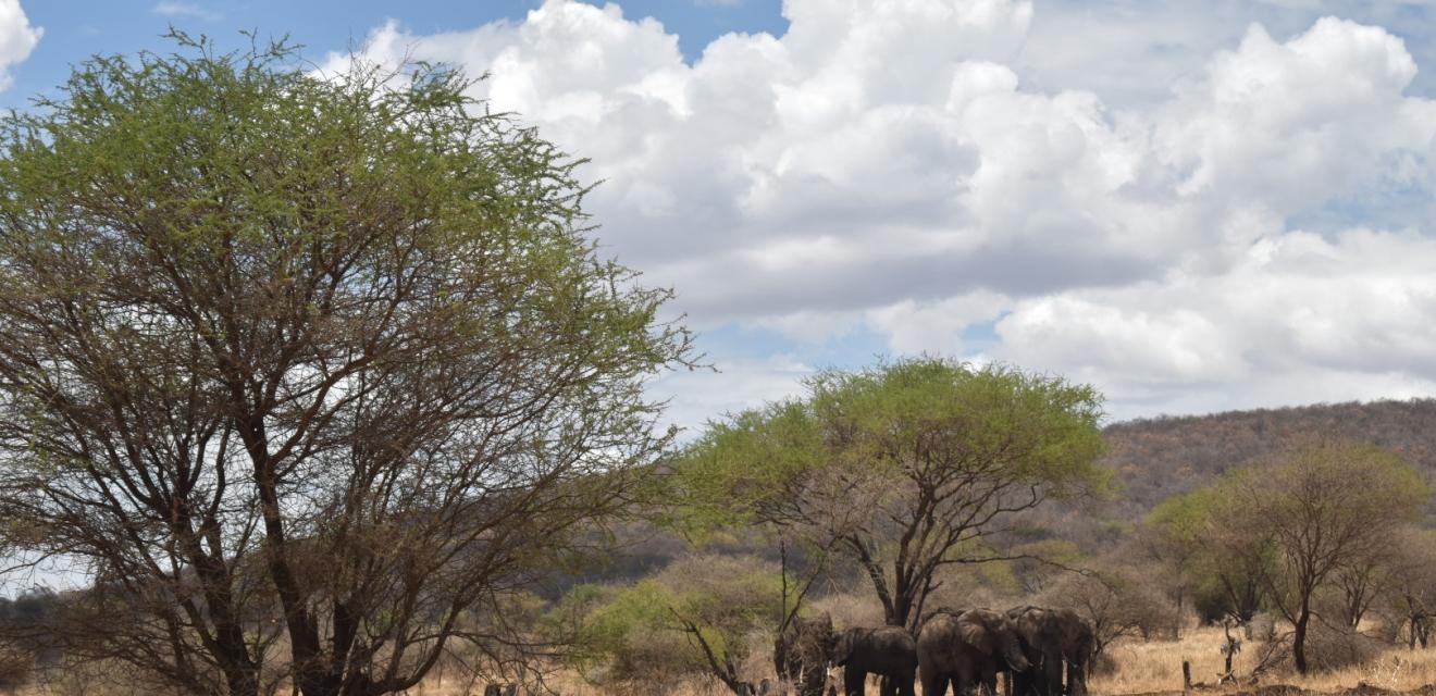 2 Day Wildlife Safari with Night Game Drive