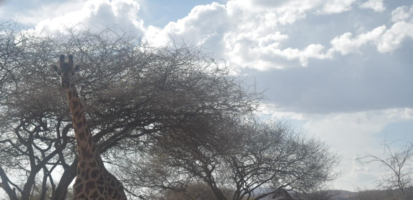 2 Day Wildlife Safari with Night Game Drive