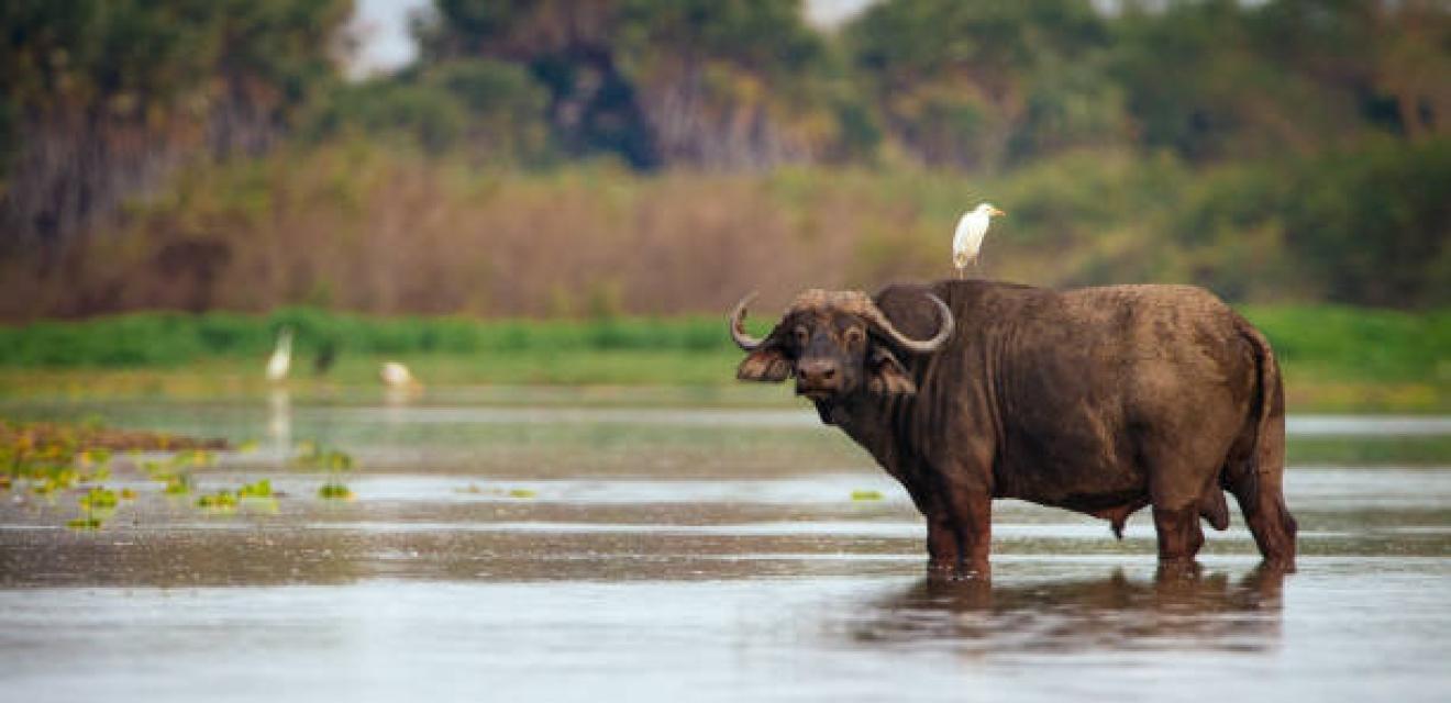 7 Day Big Five Explorer