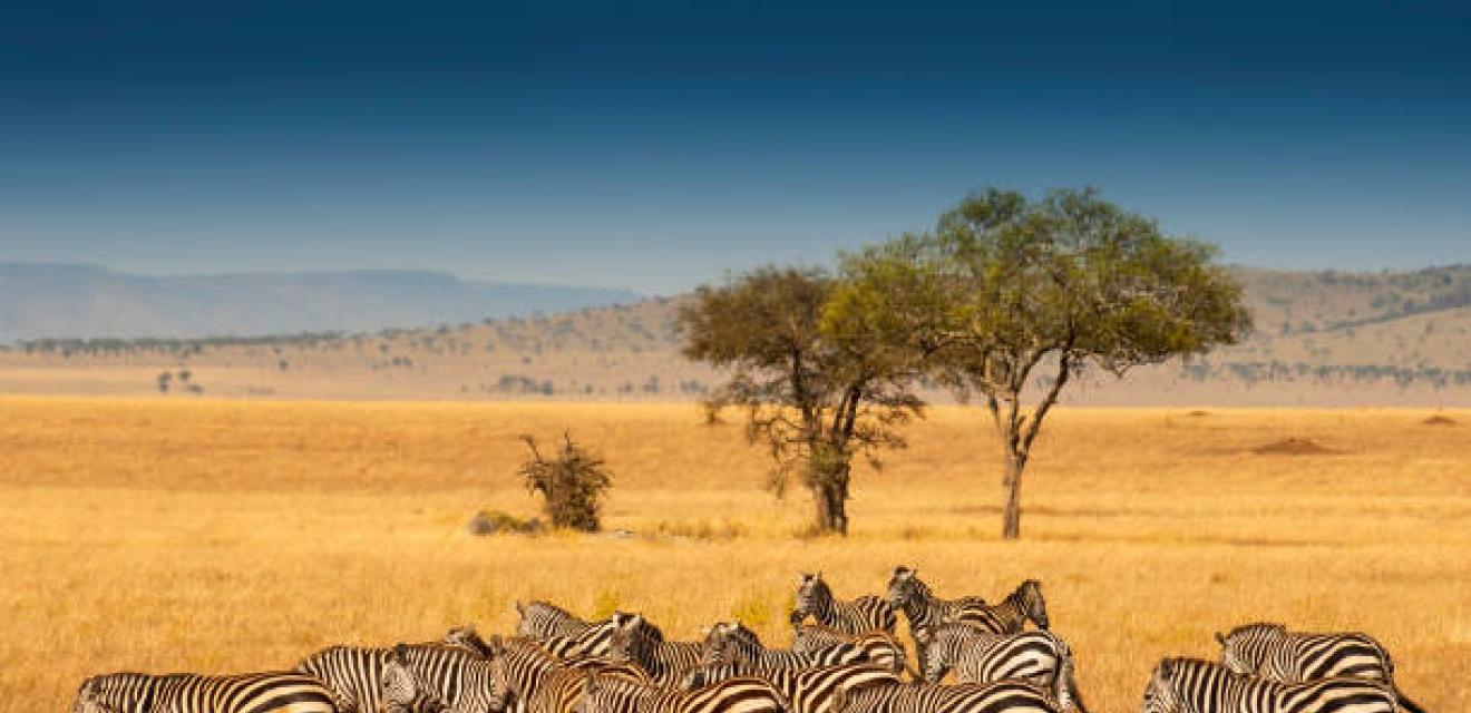 10 Day Serengeti Saga