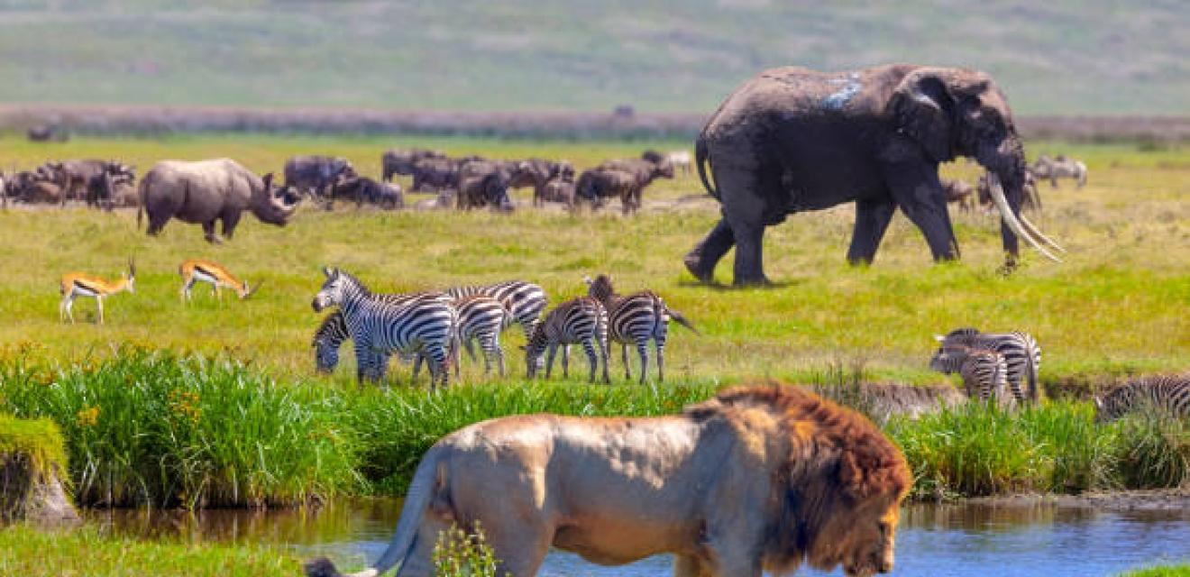 7 Day Wildlife Safari + Beach Holiday