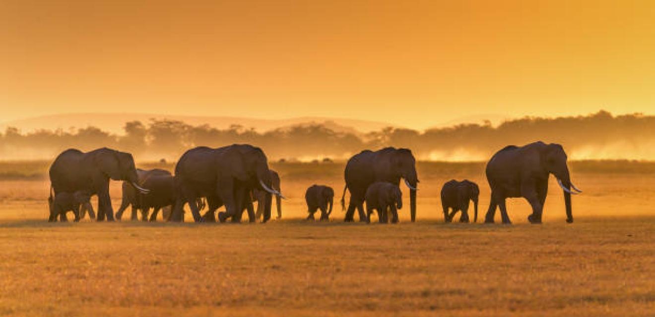 10 Day Serengeti Saga