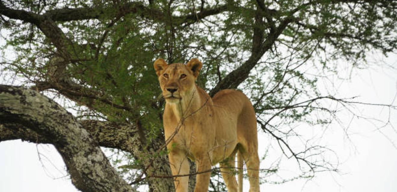 9 Day Wildlife Safari + Beach Holiday