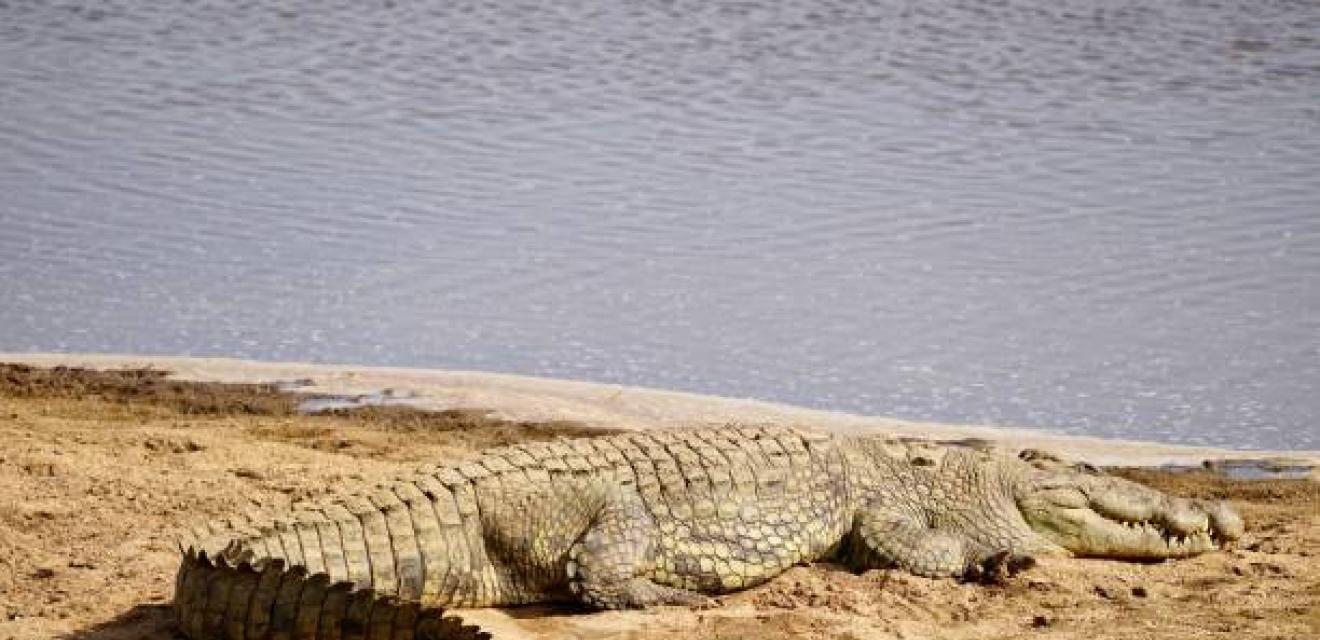 9 Day Wildlife Safari + Beach Holiday