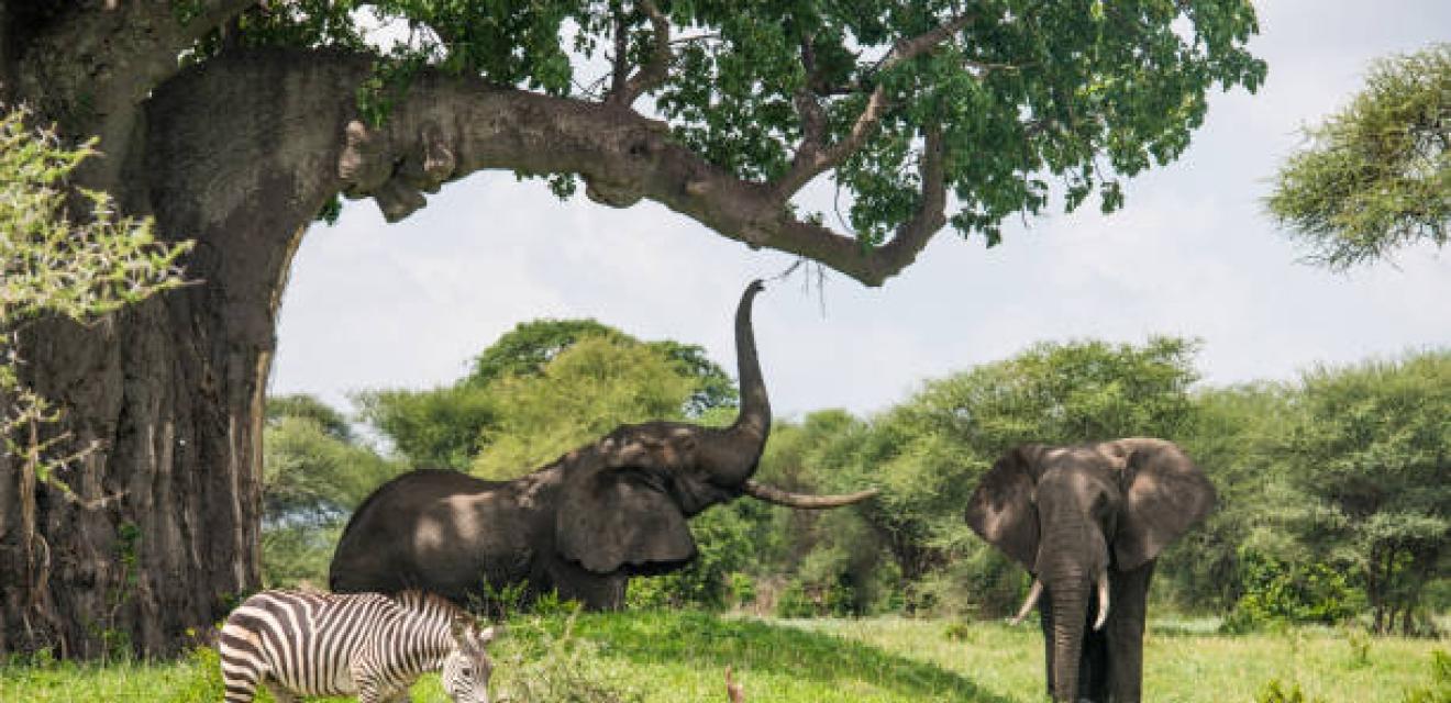 9 Day Wildlife Safari + Beach Holiday