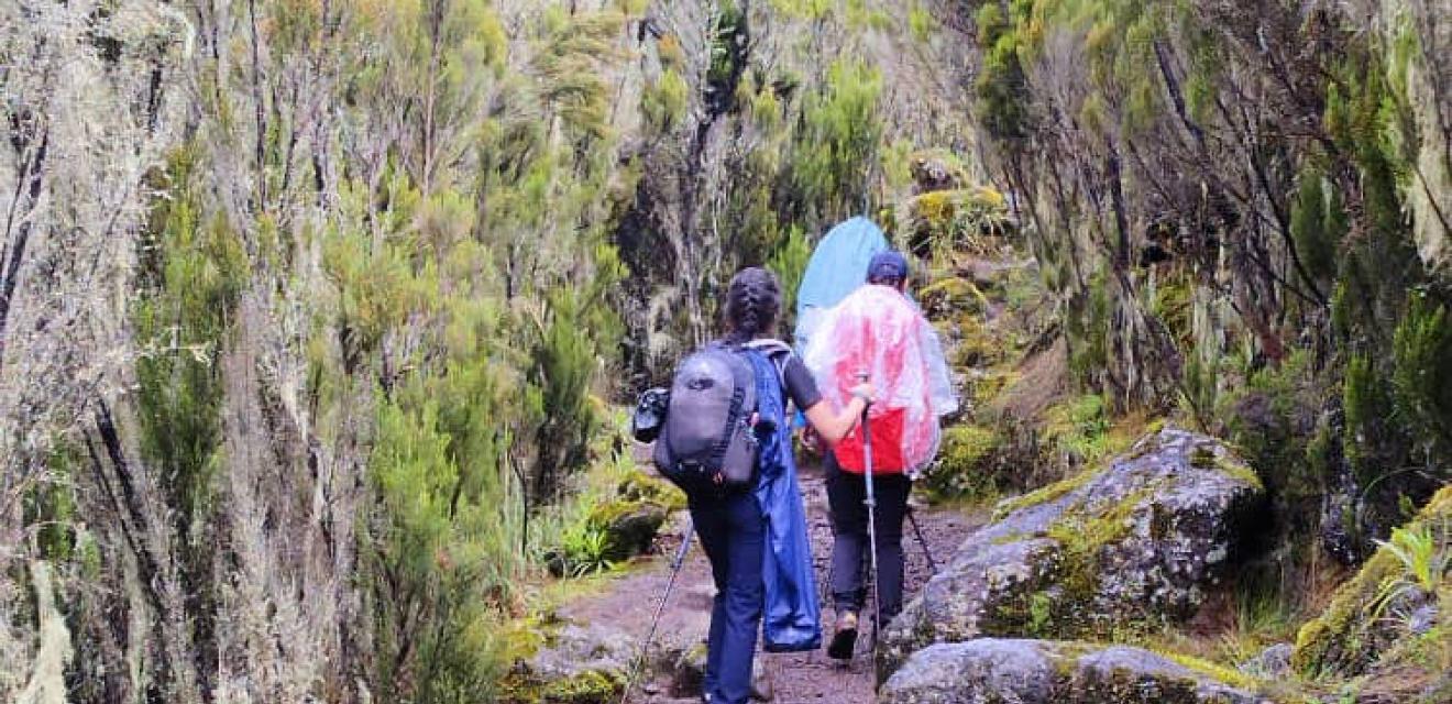 Kilimanjaro (Marangu)