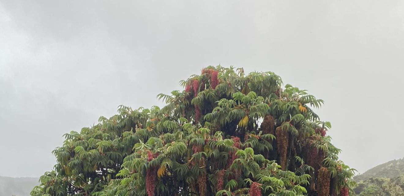 Kilimanjaro (Lemosho)