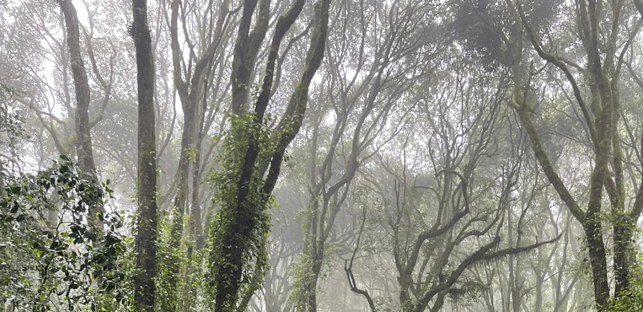 Kilimanjaro (Lemosho)