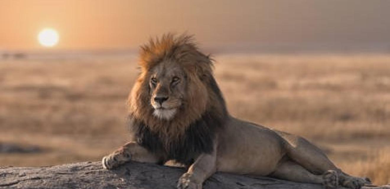 5 Day Lion’s Legacy