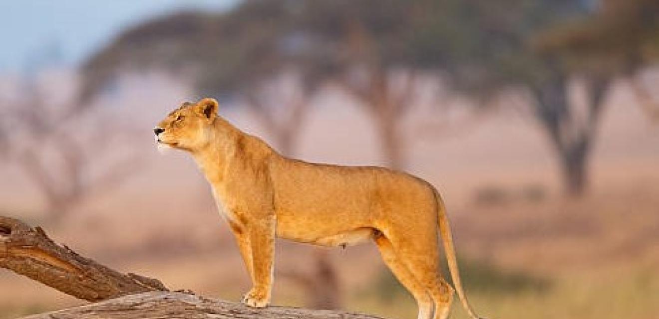 5 Day Lion’s Legacy