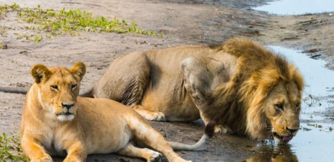 5 Day Lion’s Legacy