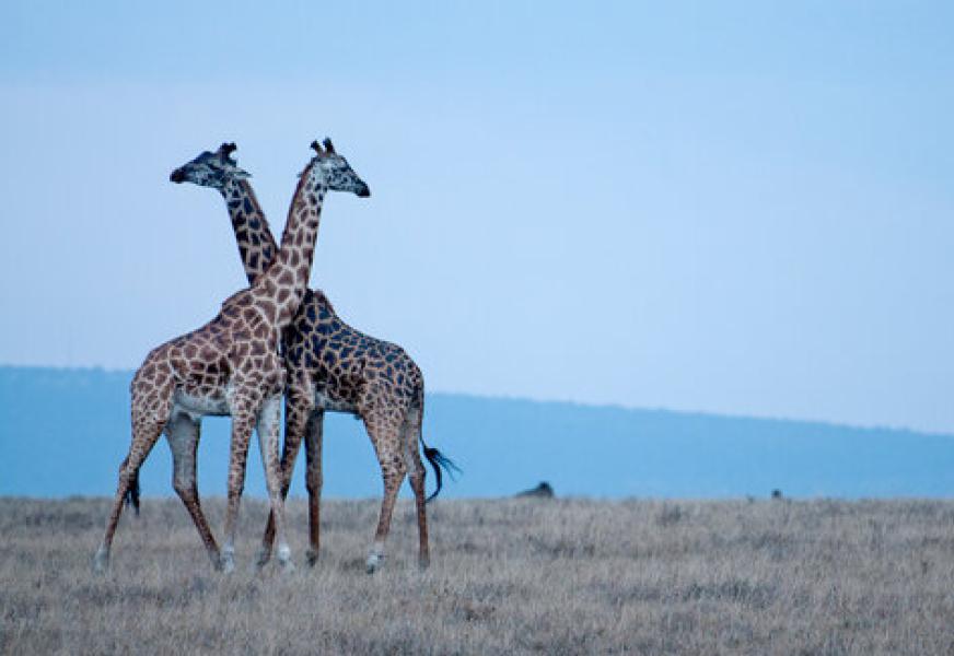 Lake Manyara National Park