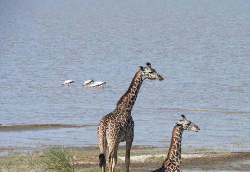 Lake Manyara National Park