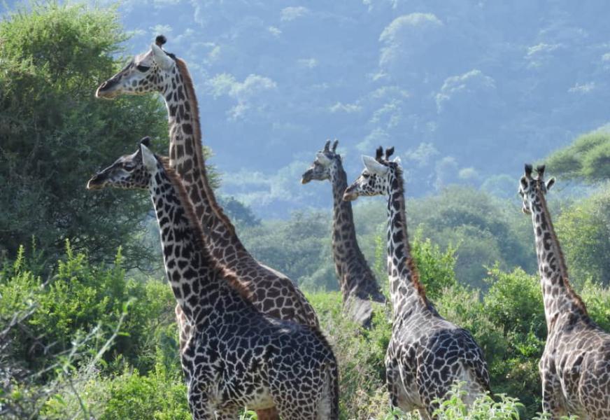 Lake Manyara National Park