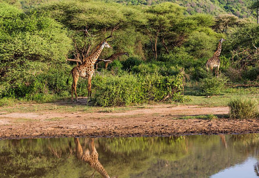 Lake Manyara National Park
