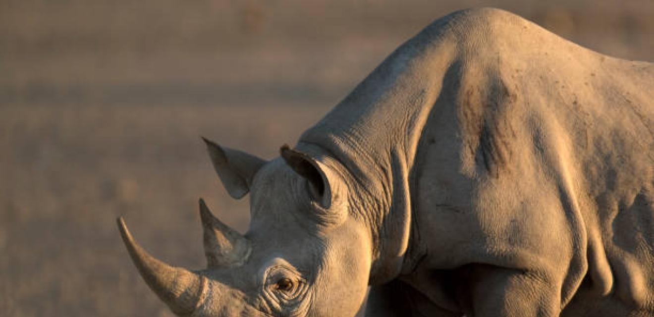 7 Day Big Five Explorer