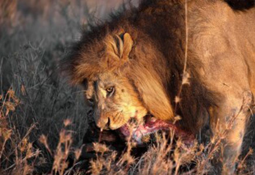 Serengeti National Park