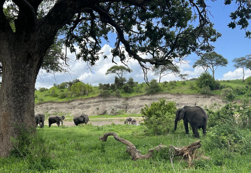 Tarangire National Park