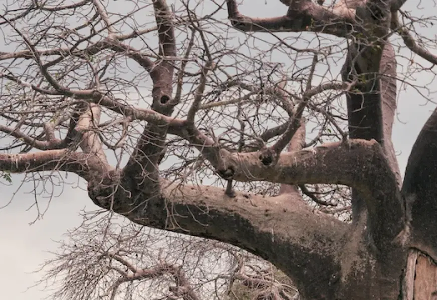 Tarangire National Park