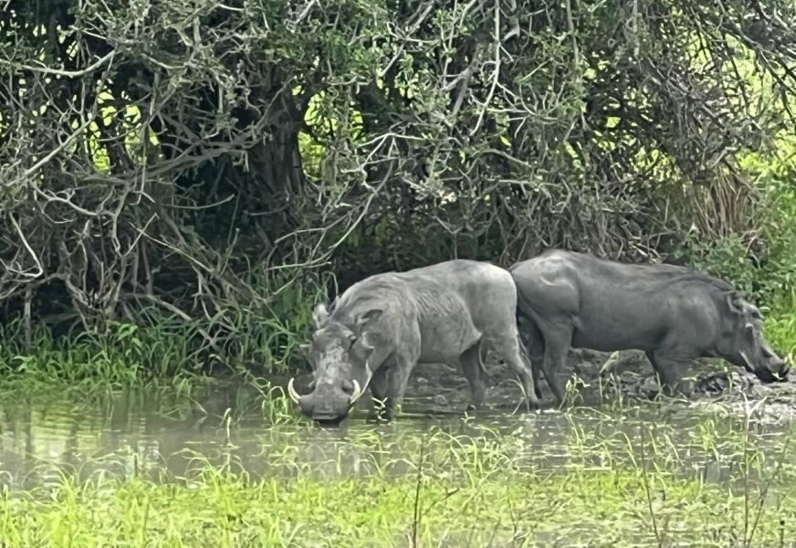 Tarangire National Park