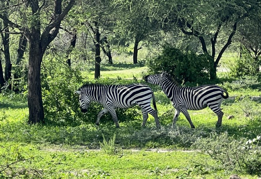 Tarangire National Park