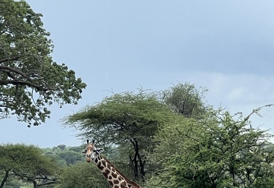 Tarangire National Park
