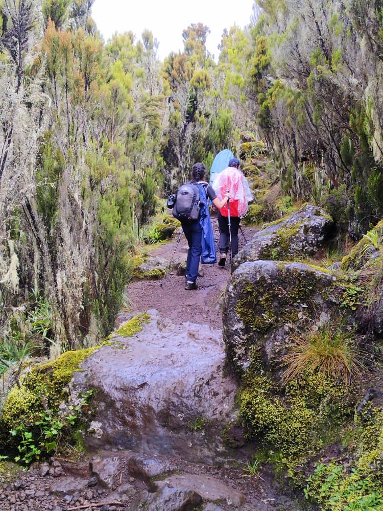 Kilimanjaro trail