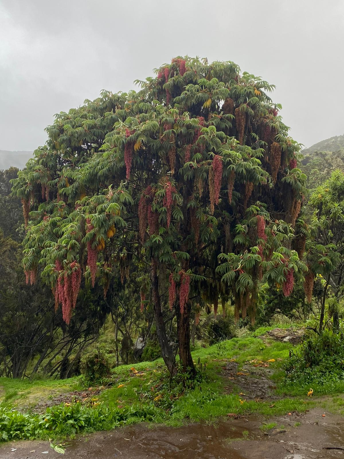 Mount Kilimanjaro tree