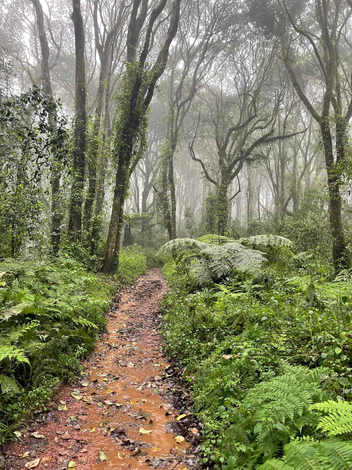 Mount Kilimanjaro trail