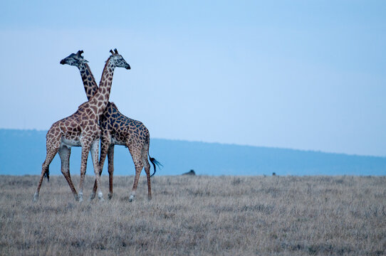 Giraffes