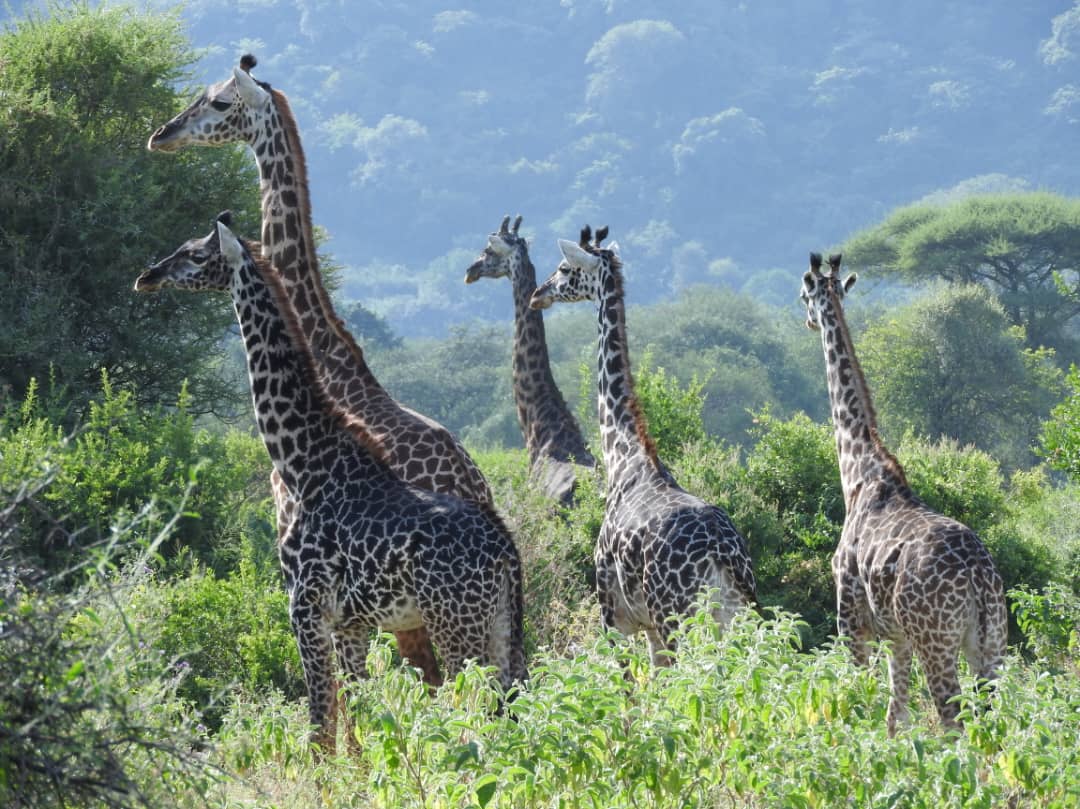 Giraffes