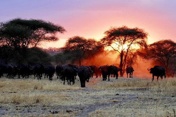 Tarangire National Park