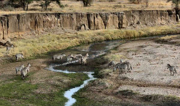 Zebras at a stream