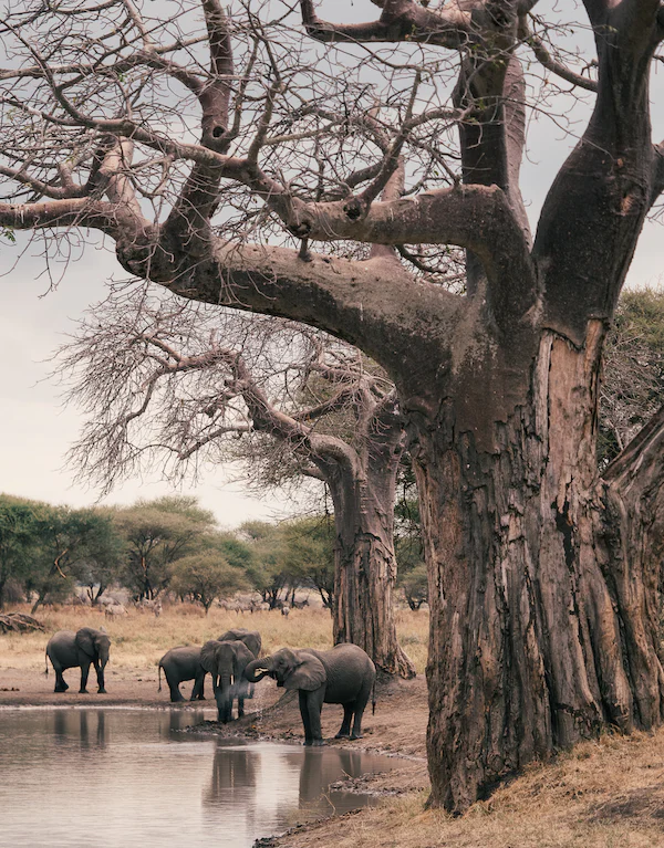 Elephants drinking