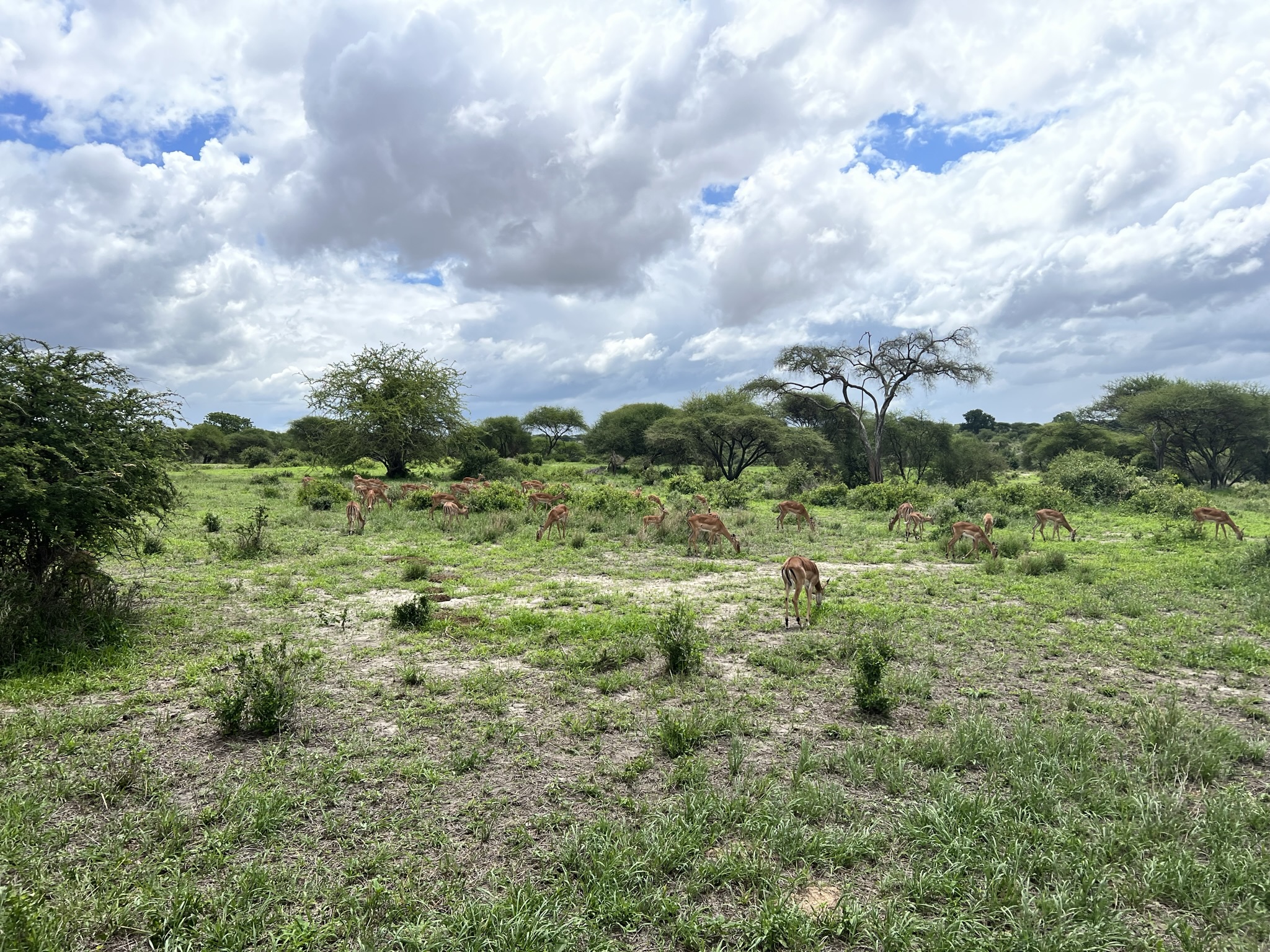 Tarangire National Park