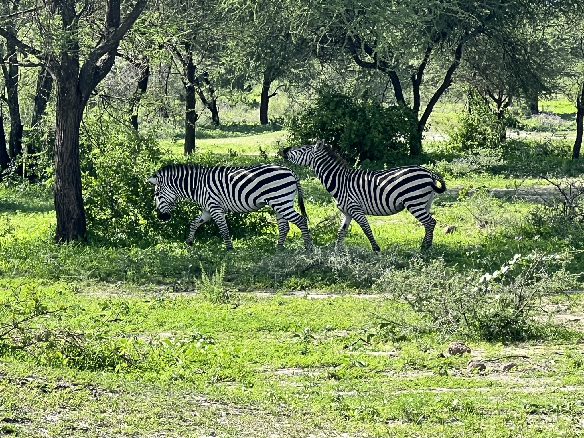 zebras